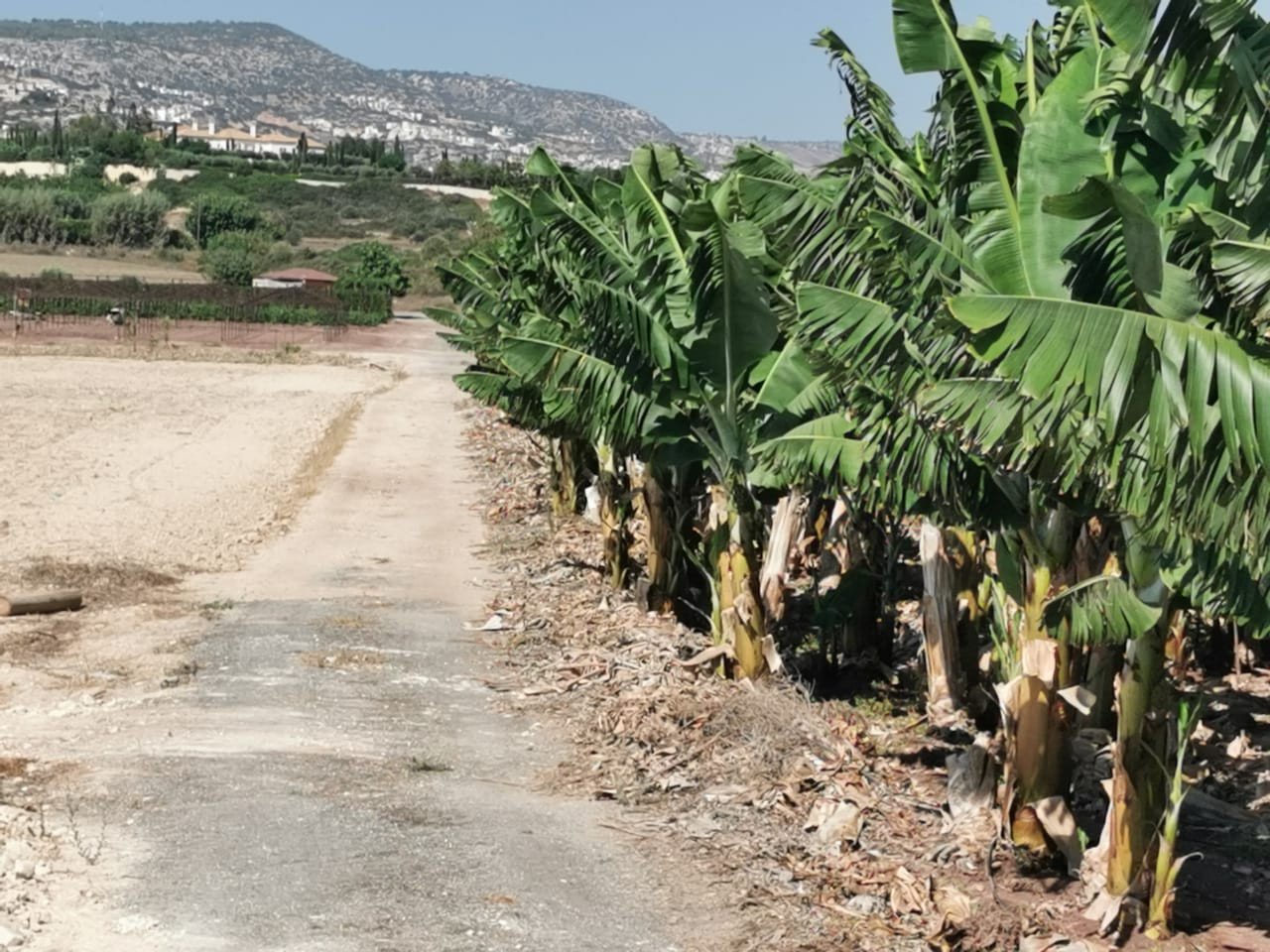 Property for Sale: (Agricultural) in Sea Caves Pegeia, Paphos  | Key Realtor Cyprus
